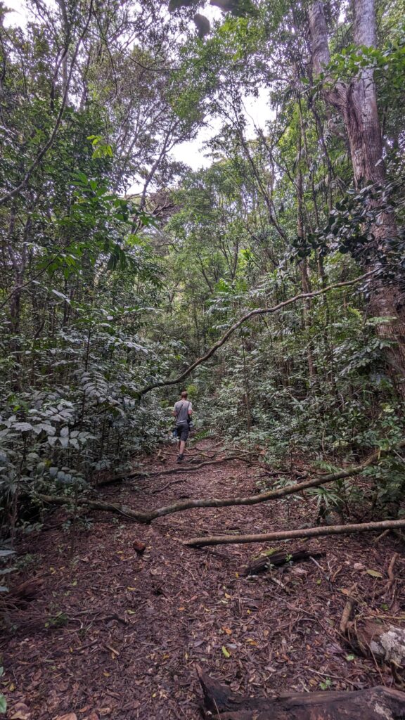 Birding The Enchanting Atherton Tablelands Budget Birders