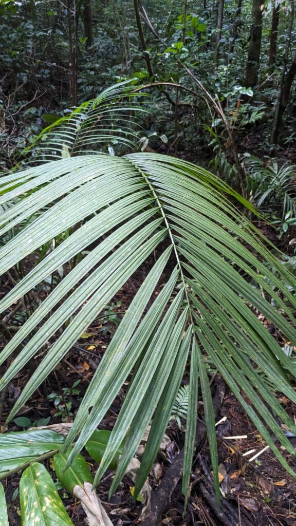 Birding The Enchanting Atherton Tablelands BUDGET BIRDERS