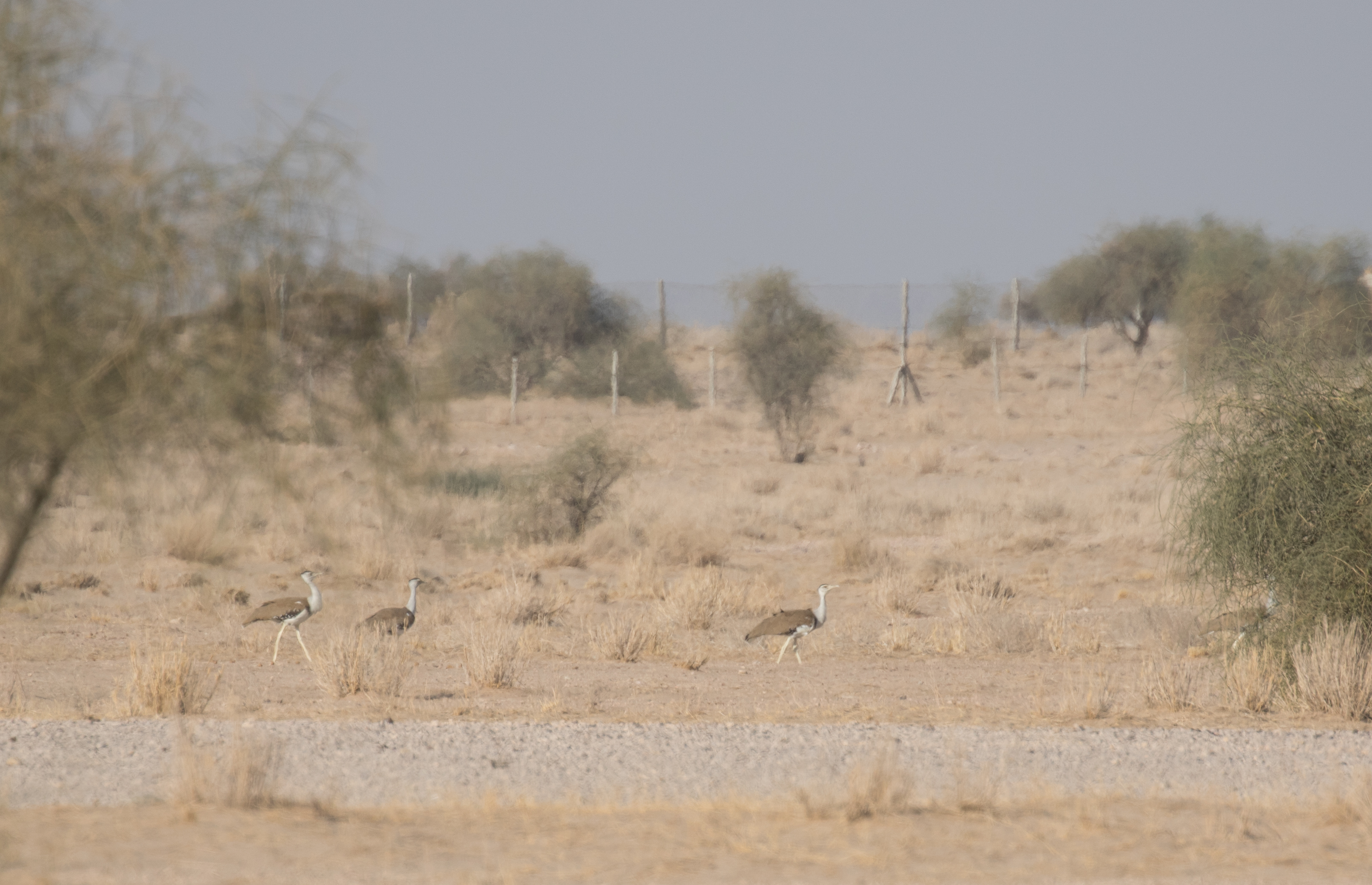 great indian bustard