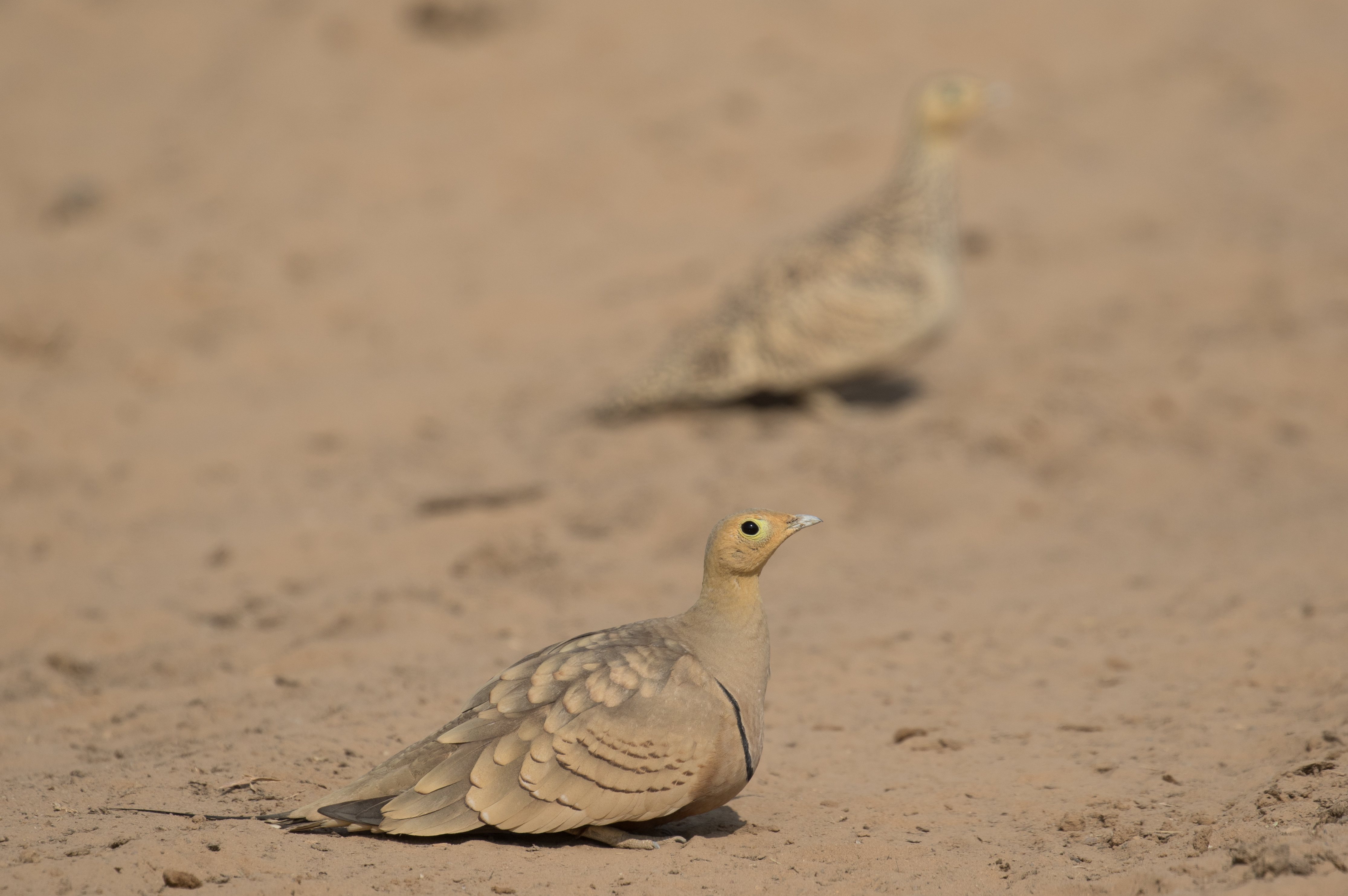 Sandgrouse Travel